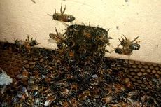 Seorang Wanita Tua Temukan Koloni Lebah Madu di Balik Dinding Rumah