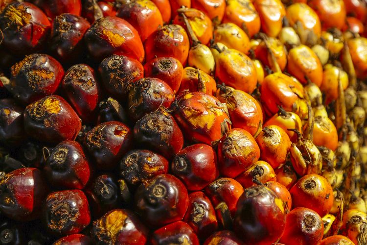 Menurut guru besar IPB, kontribusi perkebunan sawit terhadap bencana banjir di Sumatera tergolong sangat rendah. Mengapa?