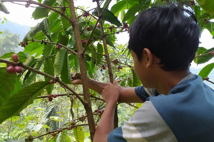 Siswa Sekolah Pakis, Dusun Pesawahan, Desa Gununglurah, Kecamatan Cilongok, Kabupaten Banyumas, Jawa Tengah, memetik kopi di hutan yang berada di ketinggian 600 mdpl.
