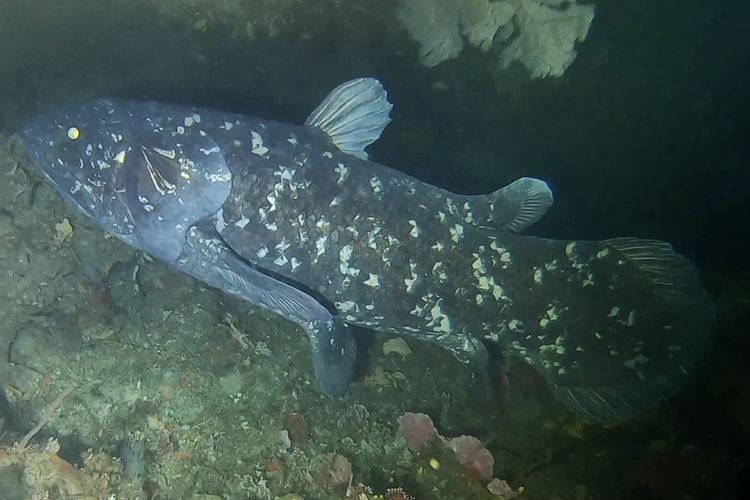 Sempat Dinyatakan Punah, Ikan Purba Berusia 400 Juta Tahun Ternyata Masih Ada hingga Kini