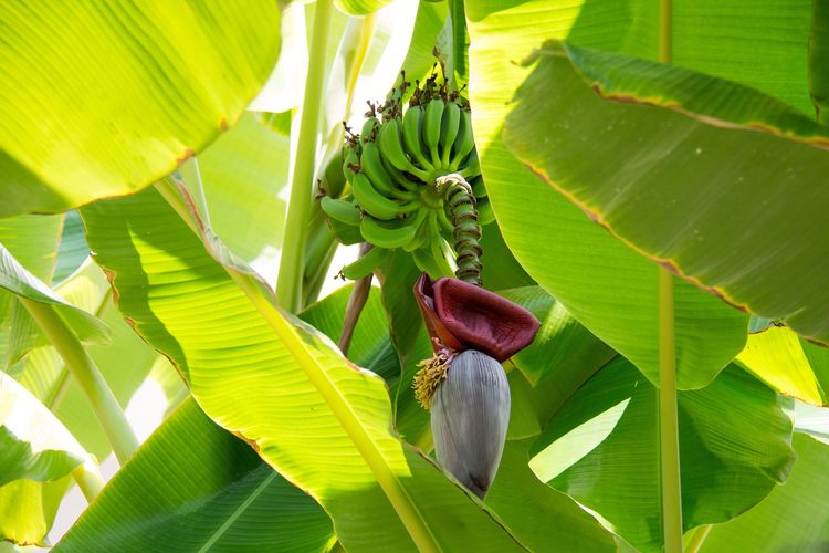 Ilustrasi pisang, pohon pisang.