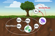 Nitrifikasi dan Denitrifikasi dalam Siklus Nitrogen