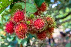 5 Khasiat Buah Rambutan bagi Kesehatan, Apa Saja?