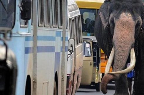 Khawatirkan Keselamatan Warga, Sri Lanka Batalkan Balap Gajah