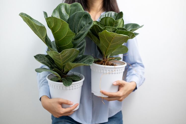 Tanaman hias fiddle leaf fig atau ara biola. 