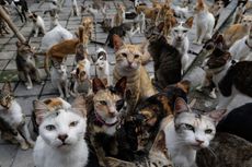 Di Kota Ini Jumlah Kucing Lebih Banyak daripada Manusia, Kenapa?