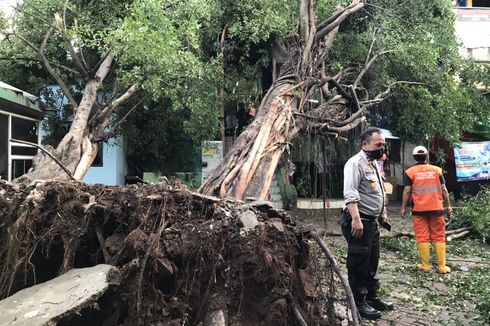 Hujan dan Angin Kencang, Dua Pohon Beringin di Pasar Pondok Labu Tumbang