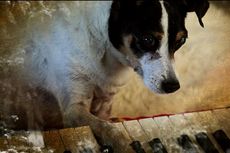 Selami Kehidupan Anjing Lebih Dalam, 5 Film Dokumenter Ini Patut Ditonton