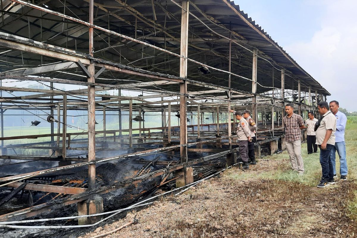 TERBAKAR HANGUS : Kondisi kandang ayam milik Ahmad Rifa’i, warga Desa Banjarsari Wetan, Kecamatan Dagangan, Kabupaten Madiun, Jawa Timur hangus usai dilalap api. Akibat kebakaran itu 18.000 ayam mati dan pemilik kandang mengalami kerugian Rp 1,7 milyar. 