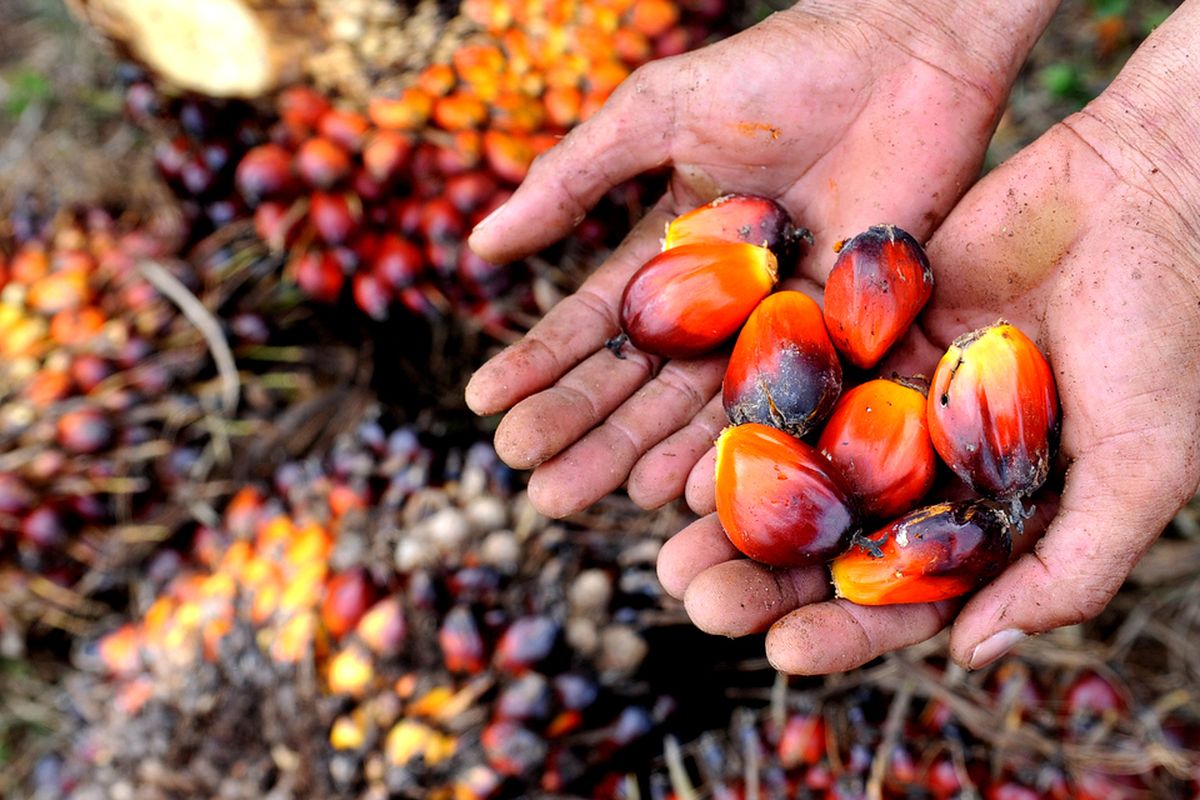 Ilustrasi Biji kelapa sawit. GA Photo/M Defrizal
palm