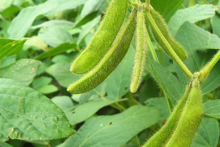 Gambar Tanaman kedelai