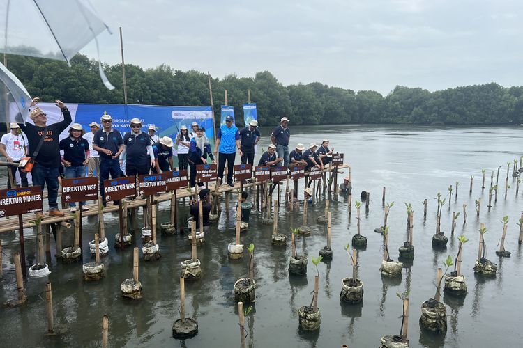 Penanaman 3.600 bibit mangrove.