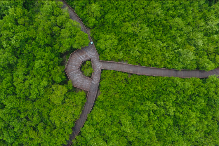 Kebun Raya Mangrove Surabaya merupakan kebun raya tematik mangrove yang pertama dan satu-satunya di Indonesia
