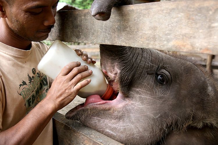 Mahot sedang memberikan suplemen kombinasi yang dimasukkan ke dalam botol susu kepada  Amirah di Pusat Lelatihan Gajah (PLG) Saree, Kabupaten Aceh Besar, Jumat (14/9/2018).