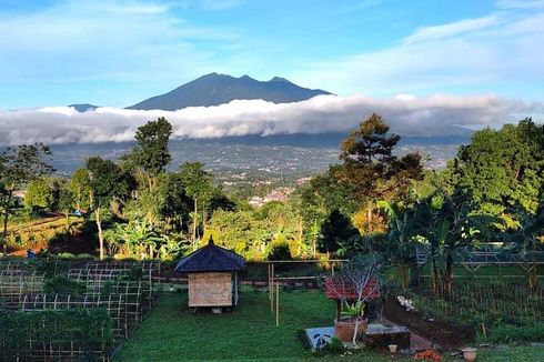 OJ Organic Farm Bogor, Piknik Privat di Tengah Sejuk Udara Pegunungan