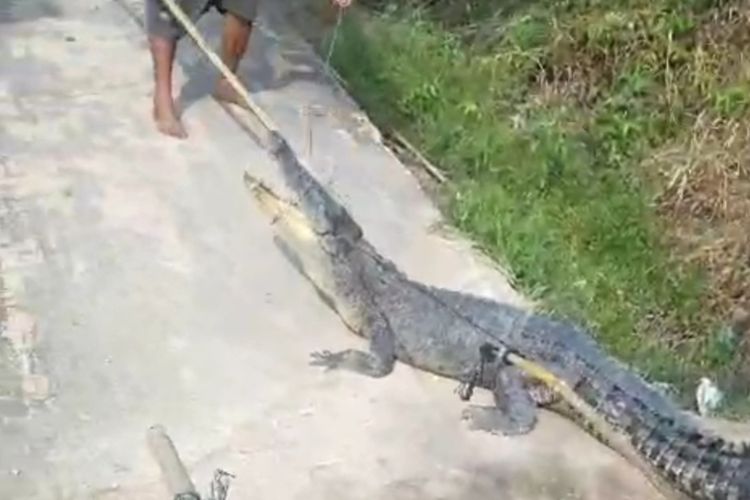 Sehari Usai Monyet Liar Ditangkap, Buaya Muara Muncul dan Teror Warga di Inhil Riau