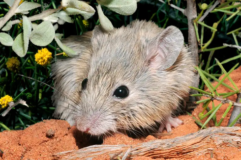 Dianggap Punah 125 Tahun Lalu, Tikus Gould Ditemukan di Sebuah Pulau di Australia