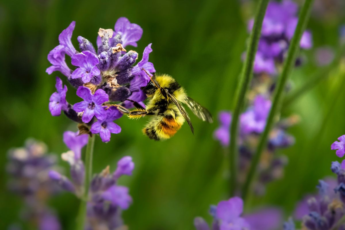 Ilustrasi lebih dulu bunga atau lebah, duluan bunga atau lebah, duluan mana bunga atau lebah, bunga, lebah, penyerbukan.