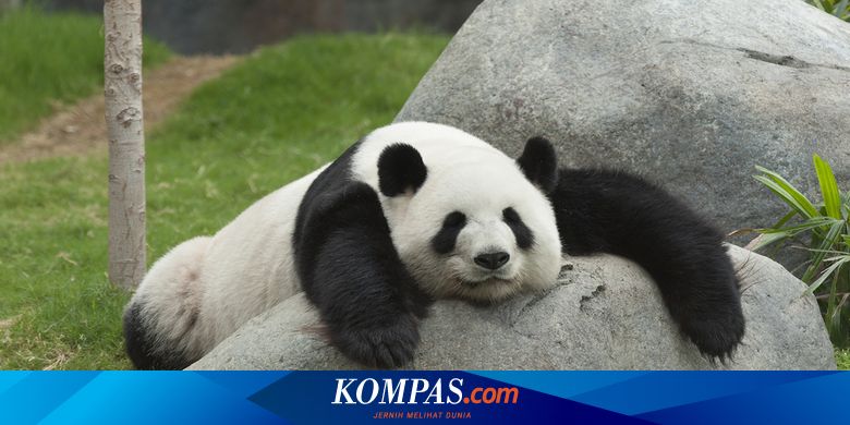 Adakah Hewan Yang Tidak Tidur Sama Sekali Halaman All Kompas Com
