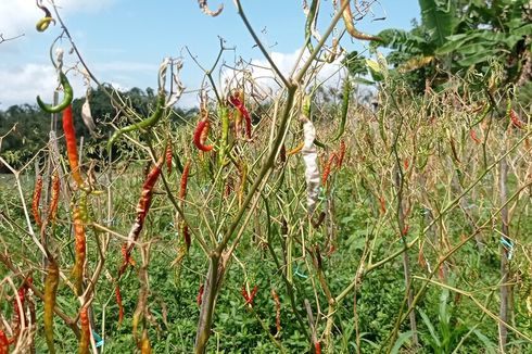 Cabai Merah di Magetan Masih Mahal karena Banyak Petani Gagal Panen