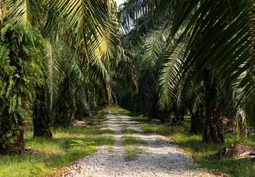 Halusinasi Negara Agraris