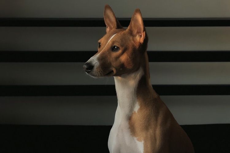 Ilustrasi ras anjing Basenji