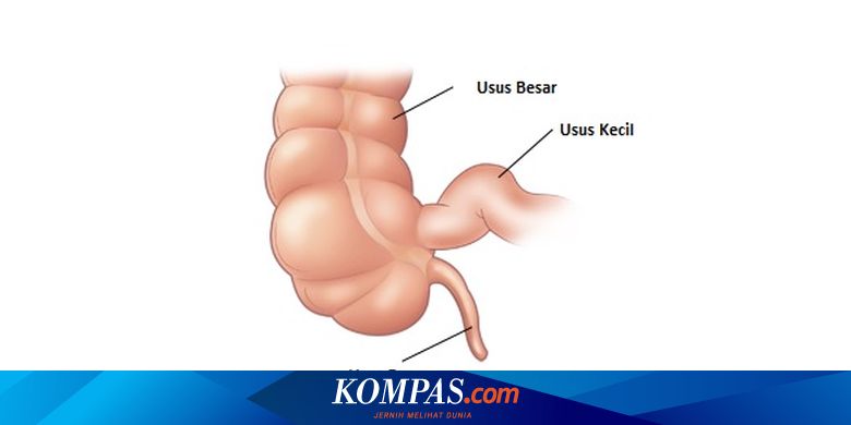 10 Fakta Dan Mitos Penyakit Usus Buntu Yang Perlu Anda Ketahui Halaman All Kompas Com