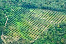 Titik Api Kebakaran Hutan Jambi Terus Bertambah