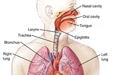 Sistem Pernapasan: Fungsi, Organ, Cara Menjaga agar Tetap Sehat