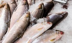 Asupan Protein Penduduk RI Rendah, Ikan Jadi Solusi