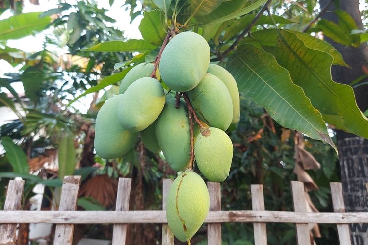 FAO Fasilitasi Petani Mangga Indonesia Belajar ke Filipina, Bidik Tingkatkan Daya Saing Ekspor