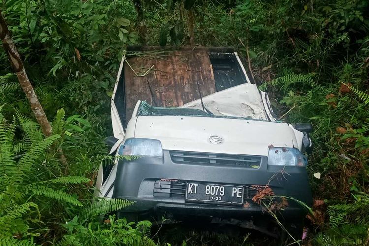 Pikap pengangkut sapi alami laka tunggal di Bukit Suharto, sopir dan dua ekor sapinya tewas.