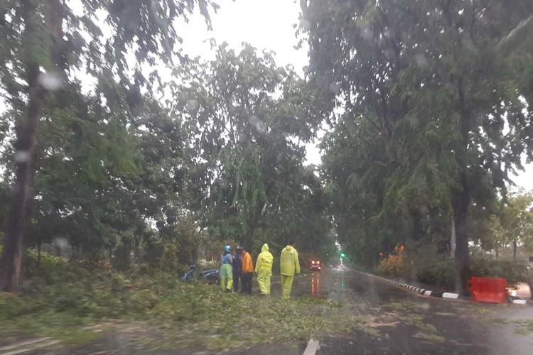 Petugas membersihkan pohon tumbang di Jalan Ahmad Yani Surabaya, Minggu (5/1/2020).