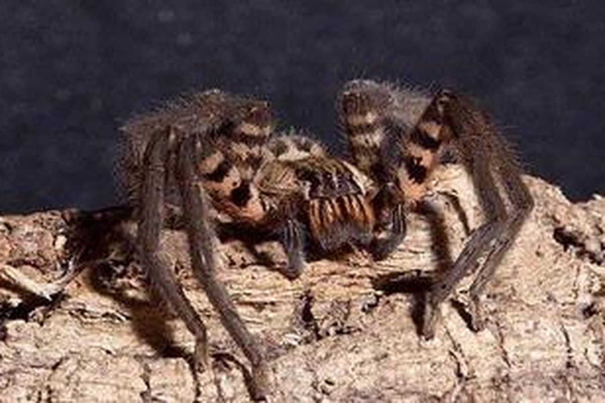 Laba-laba jenis Phoneutria nigriventer