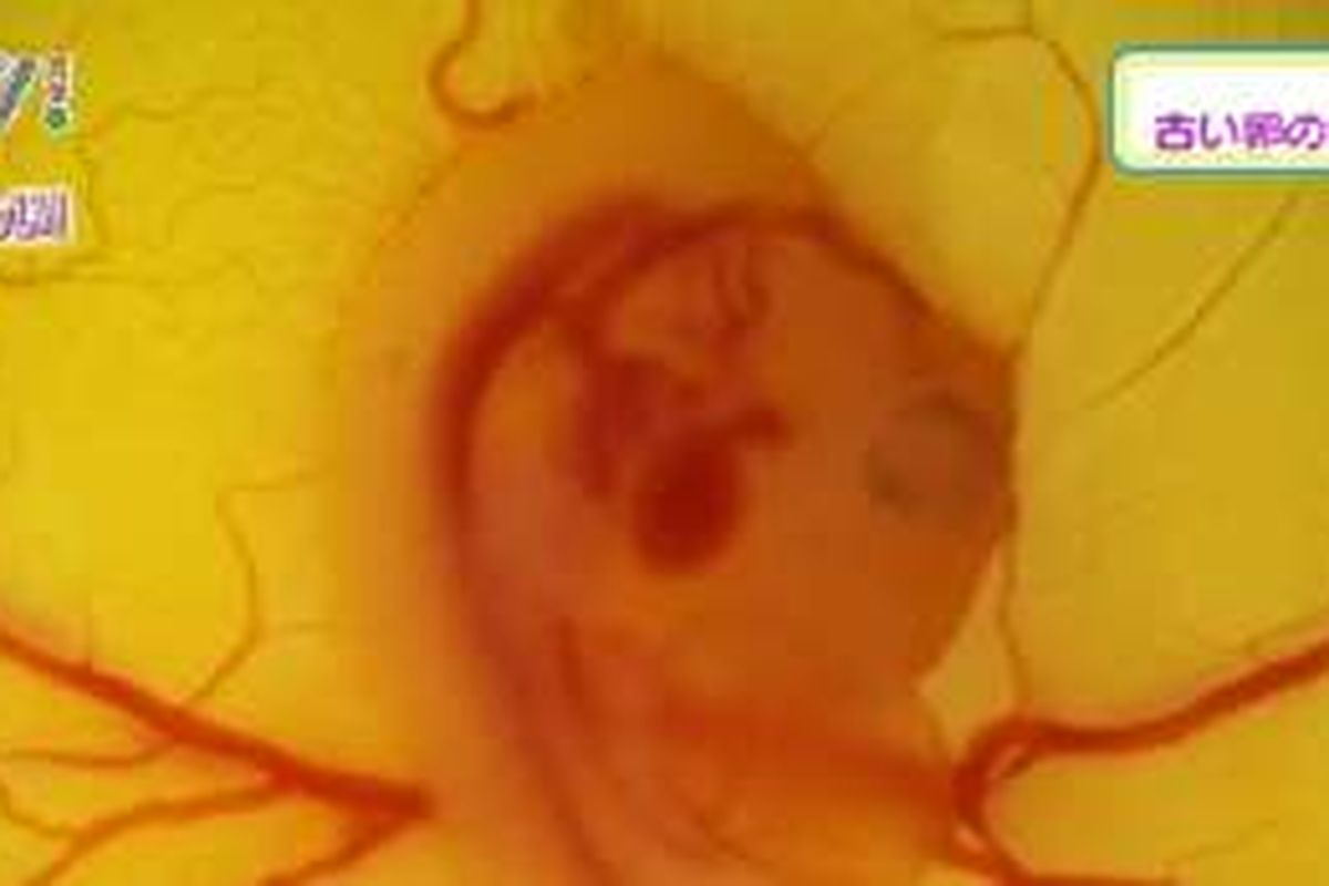 Tanda-tanda perkembangan embrio terlihat pada telur ayam yang ditetaskan di luar cangkang. 