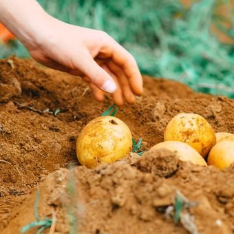 Menanam kentang di pekarangan cukup mudah, Anda hanya perlu menyiapkan umbi kentang berkualitas bagus untuk ditanam.