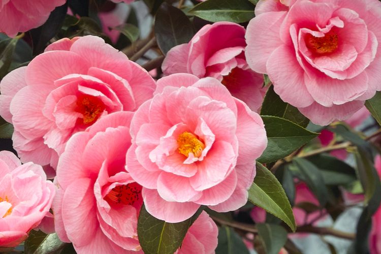 Ilustrasi bunga camelia.