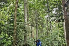 Menyambangi Hutan Harapan, Wana Dataran Rendah yang Tersisa di Sumatera