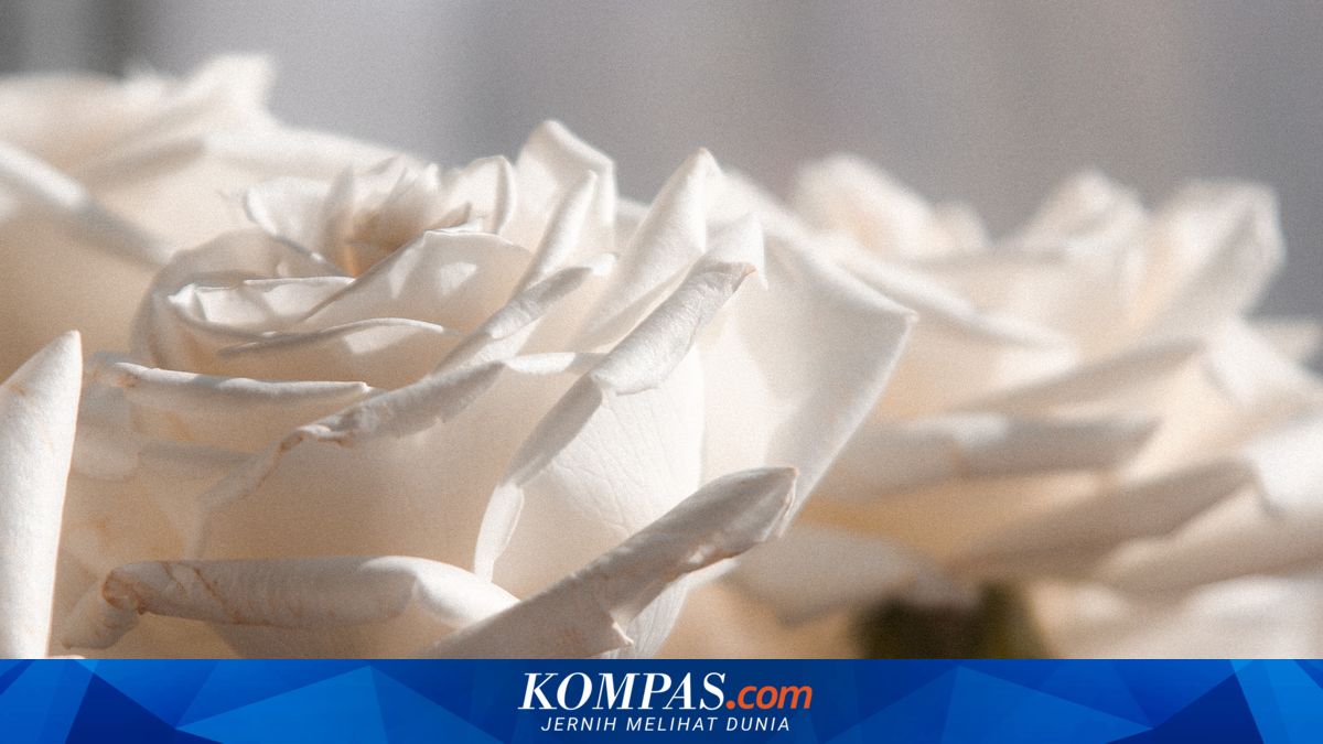 4 Rekomendasi Bunga Berwarna Putih, Cantik untuk Hiasi Taman