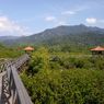 Tanam Mangrove Secara Masif Jadi Upaya Lindungi Pesisir
