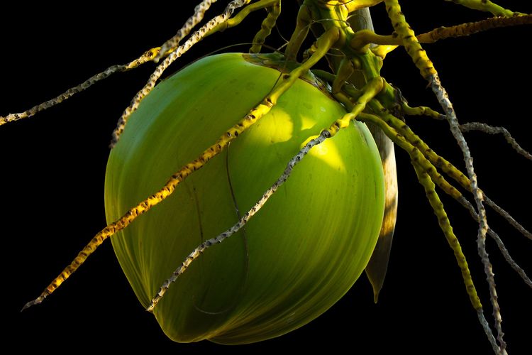 Ilustrasi kelapa, buah kelapa. 