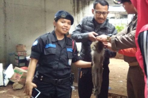 Monyet yang Berkeliaran di Halte Transjakarta Grogol Berhasil Ditangkap