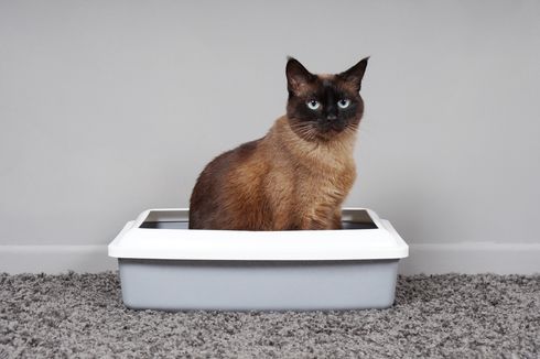 8 Alasan Kucing Peliharaan Berhenti Menggunakan Kotak Pasirnya