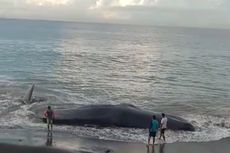 Bangkai Paus Sperma Sepanjang 17 Meter Terdampar di Pantai Lepang Bali, Diduga karena Cuaca Ekstrem