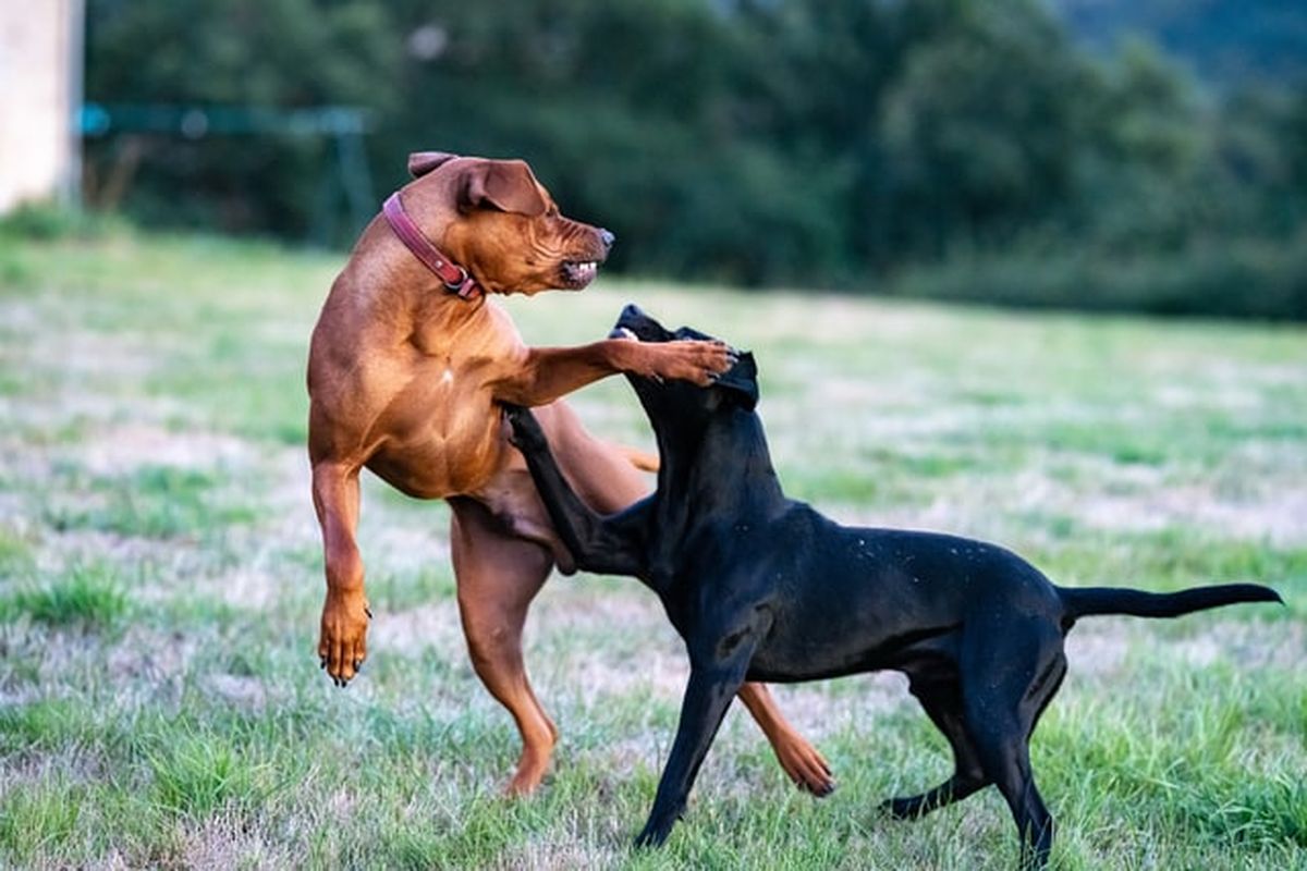 Salah satu penyebab anjing suka menggigit yang mungkin paling jarang terpikirkan adalah menggigit sebagai bagian dari bermain.