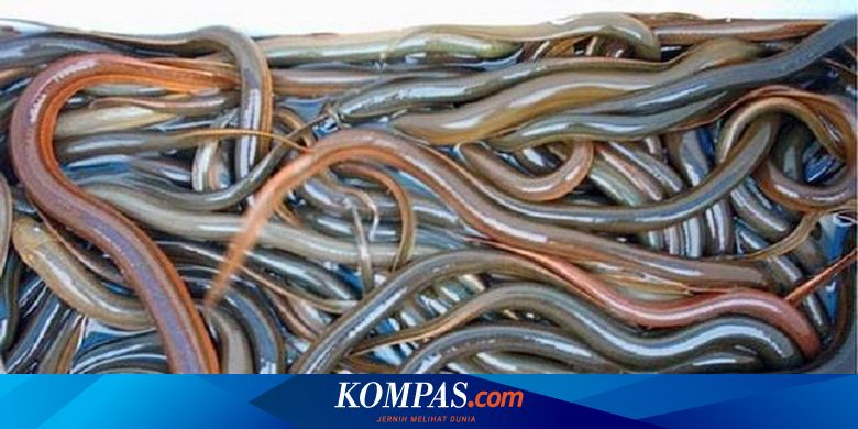 Dari Belut Super Raup Omzet Puluhan Juta Halaman All Kompas Com