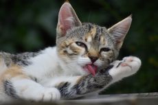 Ternyata, Ini 9 Alasan Kucing Menjilati Tubuhnya Sendiri