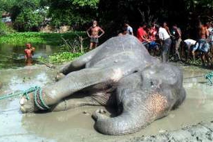 Gajah yang tersesat dari wilayah India ke Banglades ini ditolong warga distrik Jamalpur setelah tercebur ke dalam sebuah kolam. Gajah betina ini akhirnya mati diduga karena kelelahan.