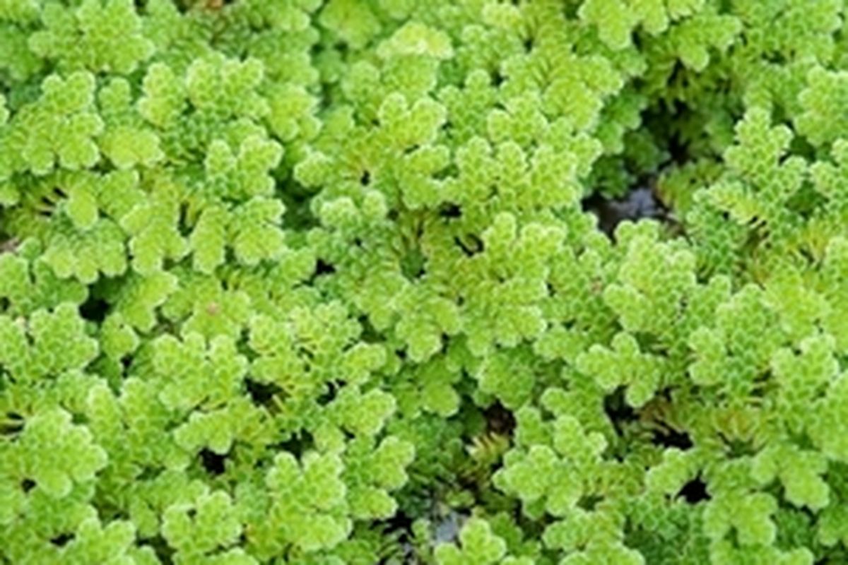 Ilustrasi tanaman azolla