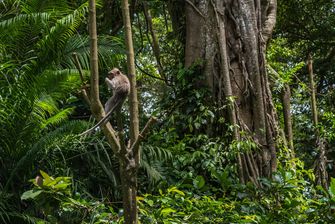 5 Kebiasaan Sederhana untuk Menjaga Hutan yang Bisa Kamu Lakukan 
